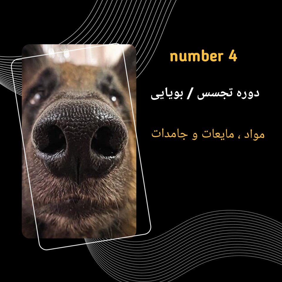 کلاس مربیگری سگ آموزش مربی سگ